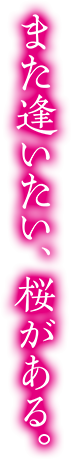 また逢いたい、桜がある。
